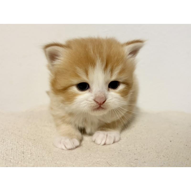 販売中の兵庫県のサイベリアン-138965の3枚目