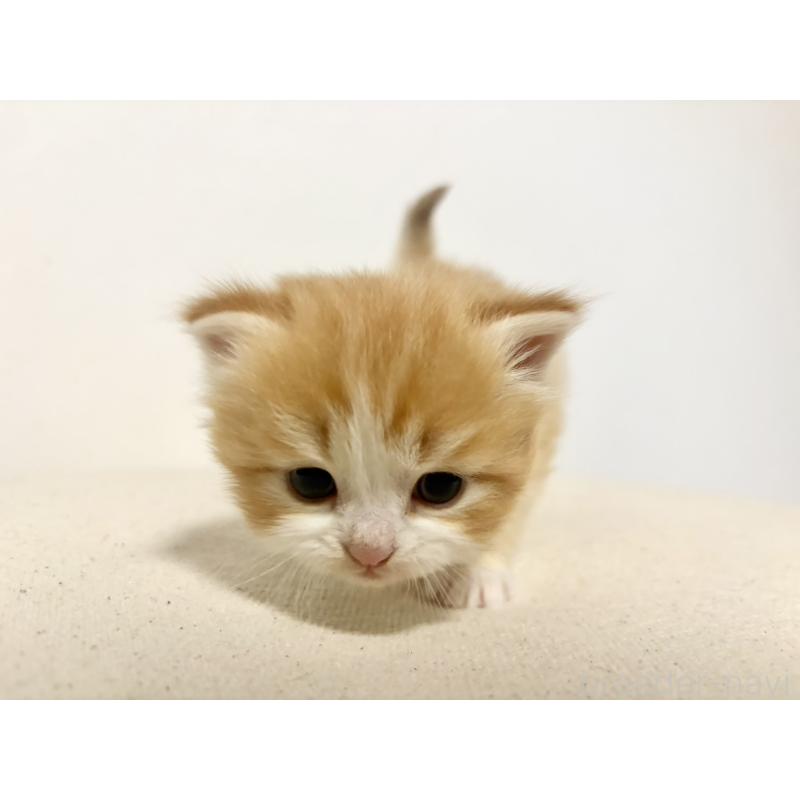 販売中の兵庫県のサイベリアン-138965の2枚目