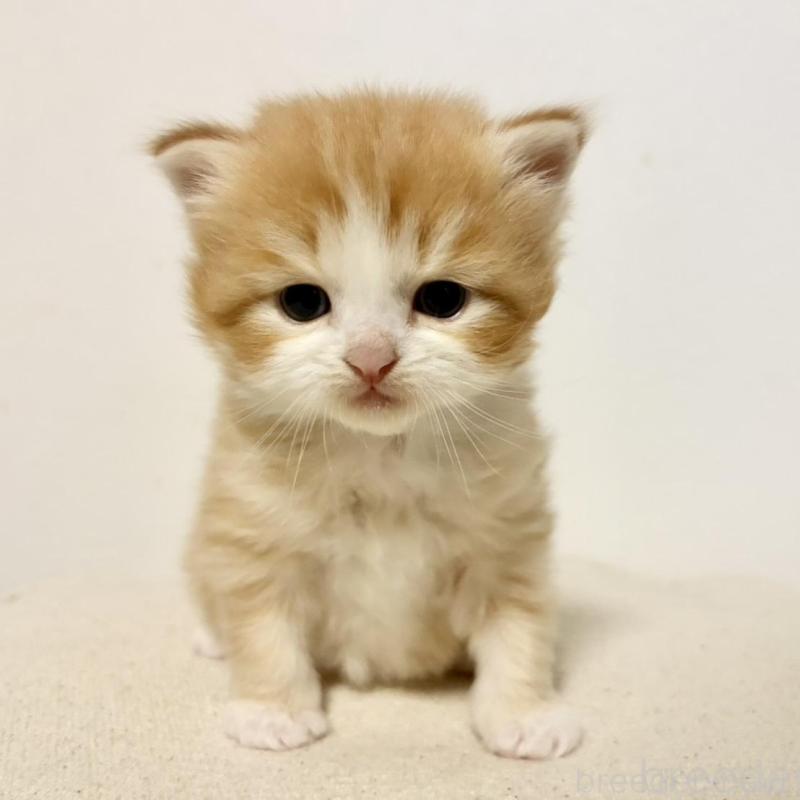 販売中ののサイベリアン-138965