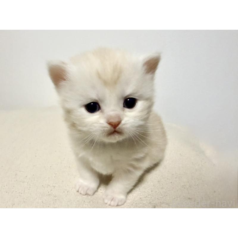 販売中の兵庫県のサイベリアン-138966の10枚目