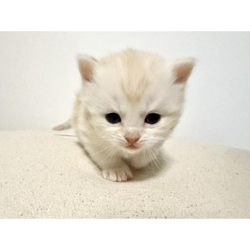 販売中の兵庫県のサイベリアン-138966の9枚目