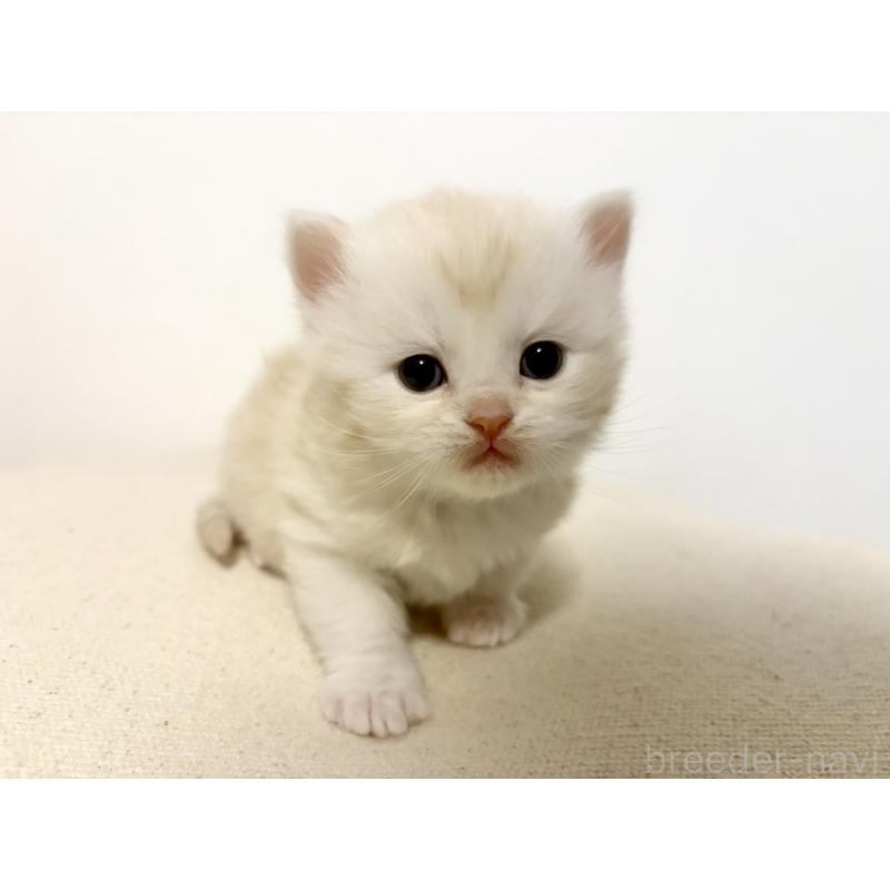 販売中の兵庫県のサイベリアン-138966の8枚目