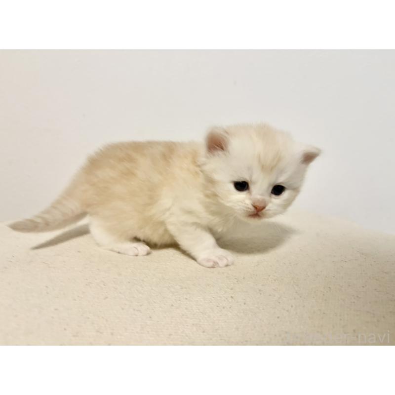 販売中の兵庫県のサイベリアン-138966の7枚目