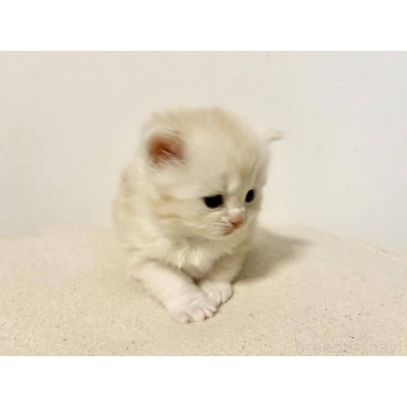 販売中の兵庫県のサイベリアン-138966の5枚目