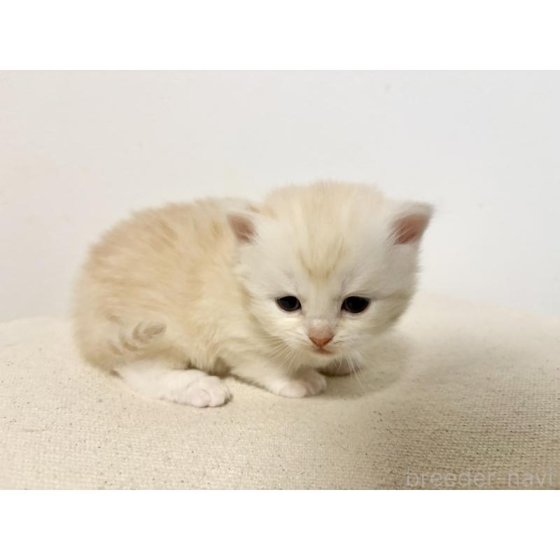 販売中の兵庫県のサイベリアン-138966の6枚目