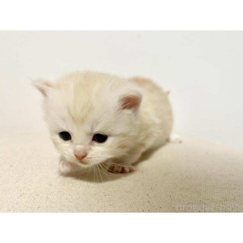 販売中の兵庫県のサイベリアン-138966の4枚目