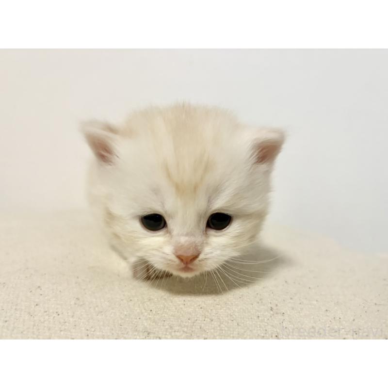 販売中の兵庫県のサイベリアン-138966の3枚目