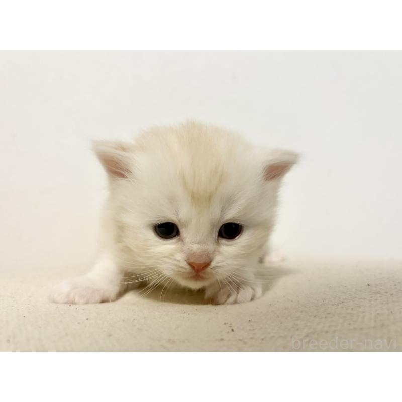 販売中の兵庫県のサイベリアン-138966の2枚目