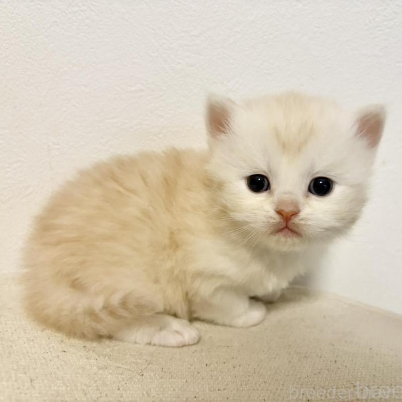 販売中の兵庫県のサイベリアン-138966