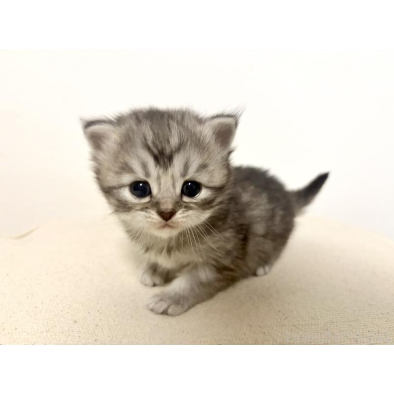 販売中の兵庫県のサイベリアン-138967の10枚目