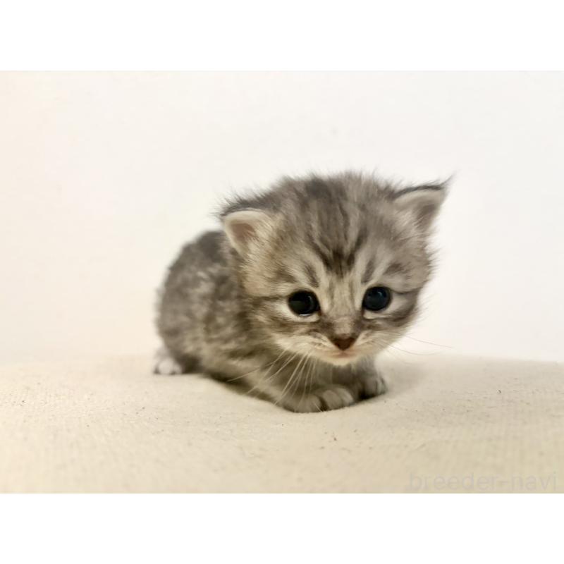 販売中の兵庫県のサイベリアン-138967の8枚目