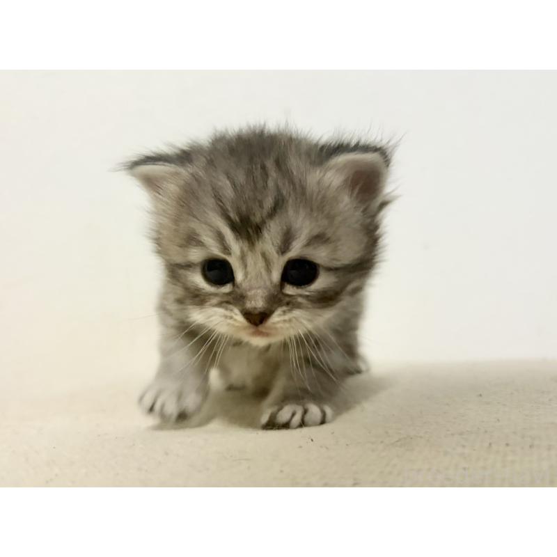 販売中の兵庫県のサイベリアン-138967の7枚目