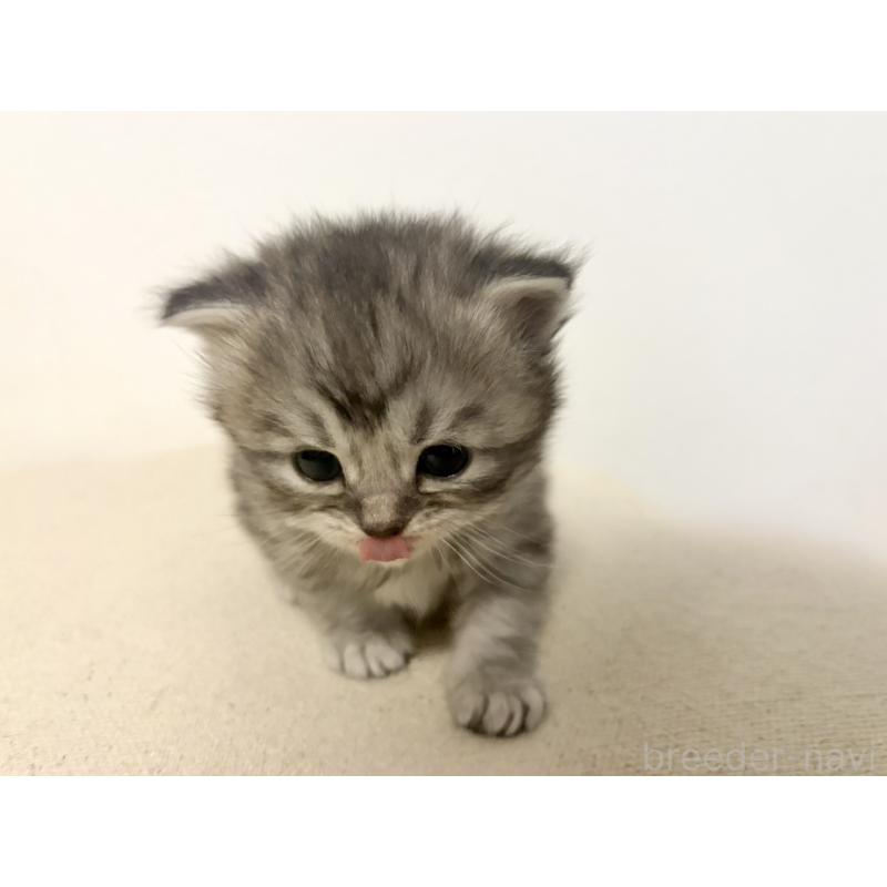 販売中の兵庫県のサイベリアン-138967の6枚目