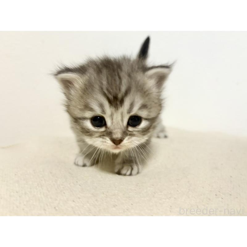 販売中の兵庫県のサイベリアン-138967の5枚目