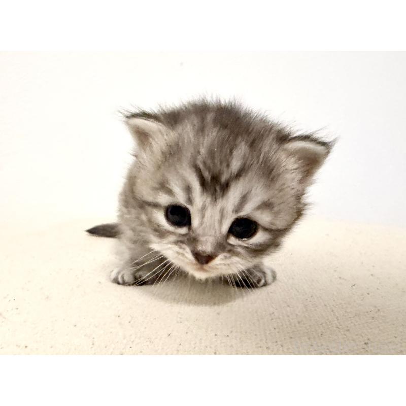 販売中の兵庫県のサイベリアン-138967の4枚目