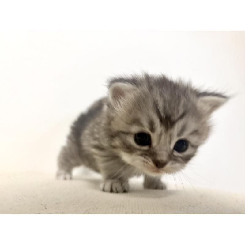 販売中の兵庫県のサイベリアン-138967の3枚目