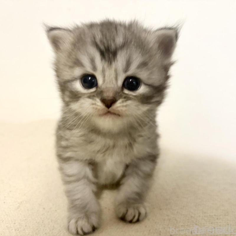 販売中の兵庫県のサイベリアン-138967の1枚目