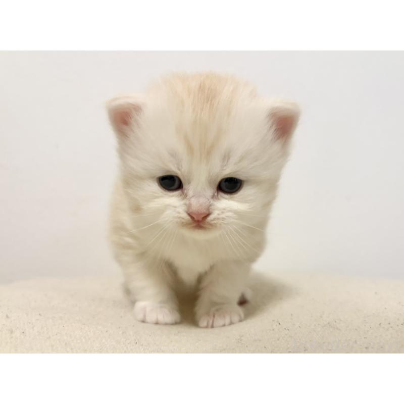 販売中の兵庫県のサイベリアン-138968の10枚目