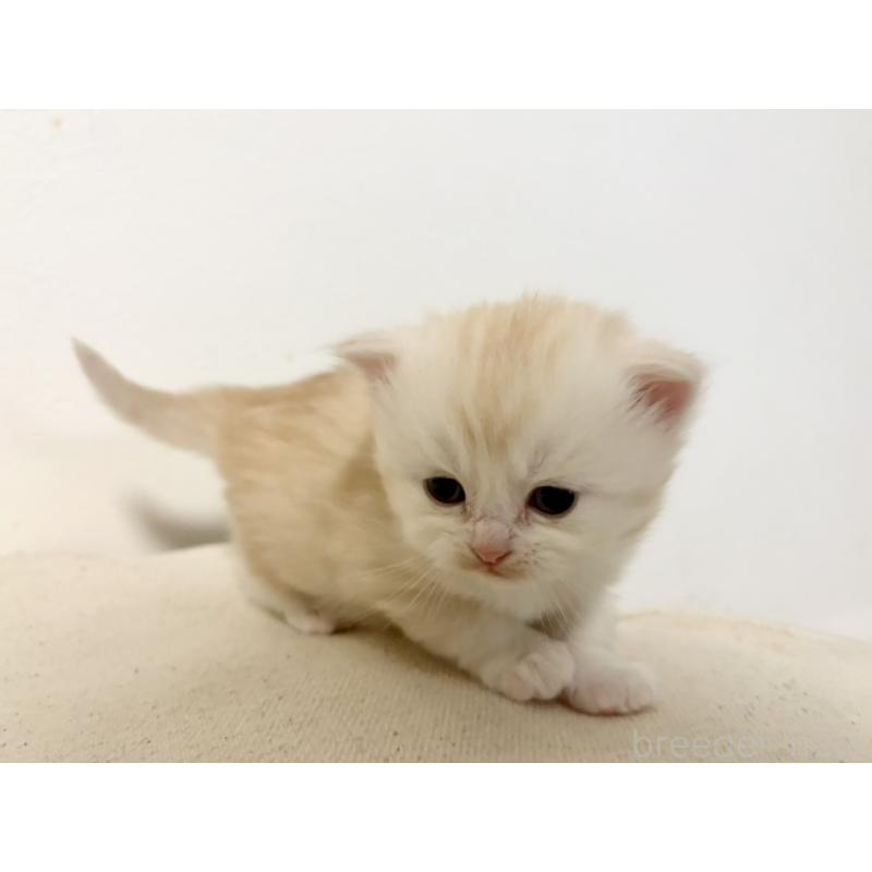 販売中の兵庫県のサイベリアン-138968の9枚目