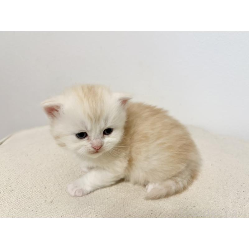 販売中の兵庫県のサイベリアン-138968の8枚目