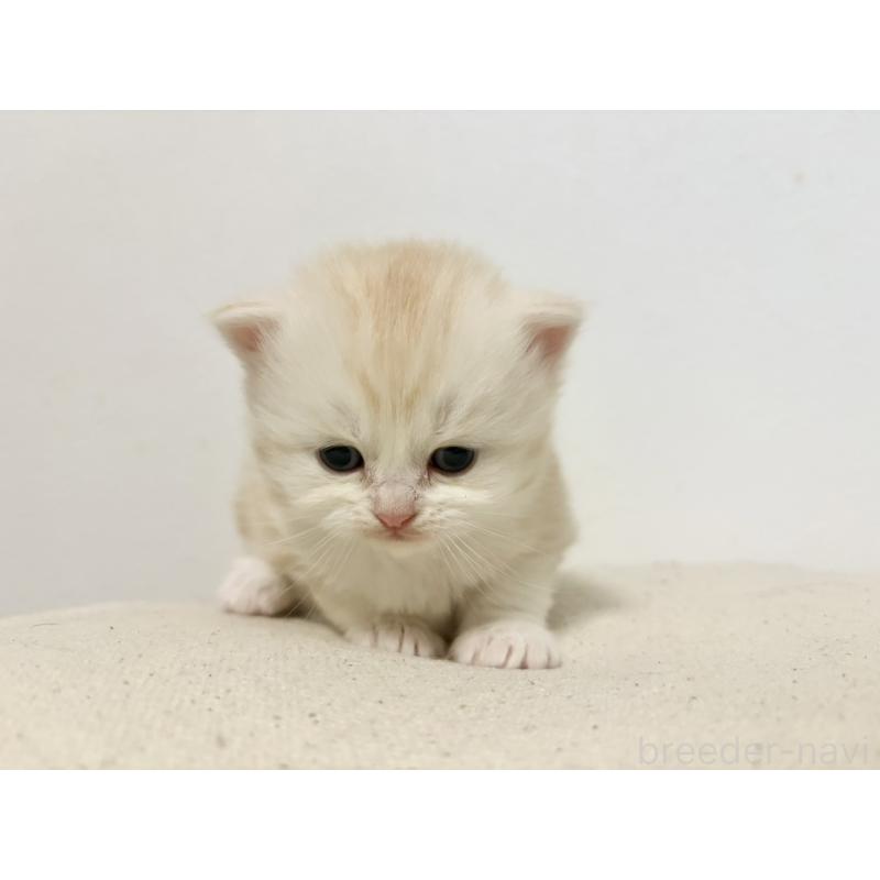 販売中の兵庫県のサイベリアン-138968の7枚目