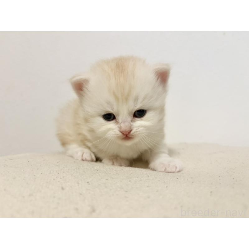 販売中の兵庫県のサイベリアン-138968の6枚目