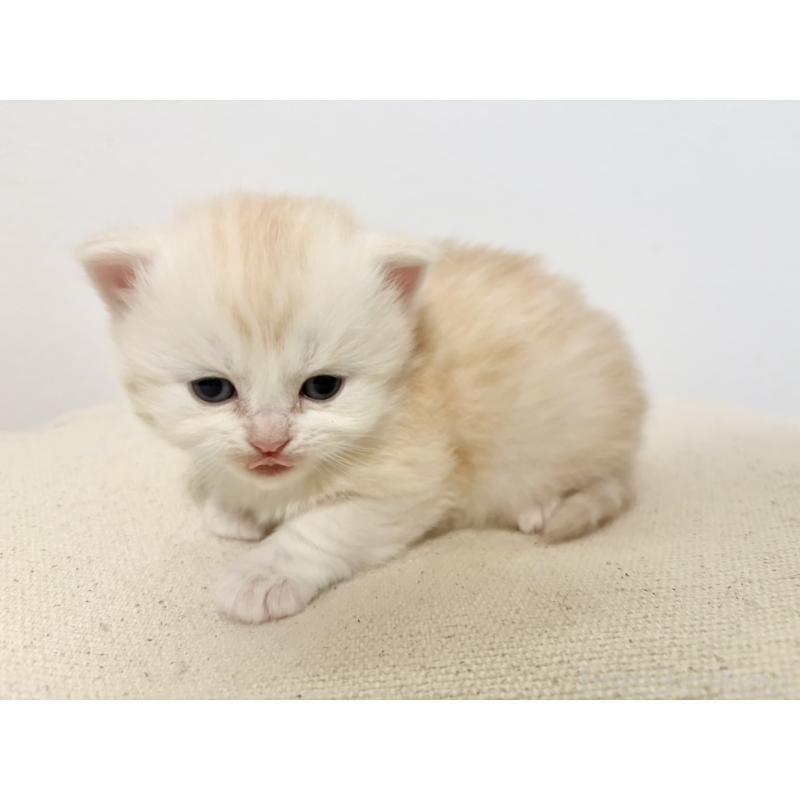 販売中の兵庫県のサイベリアン-138968の5枚目