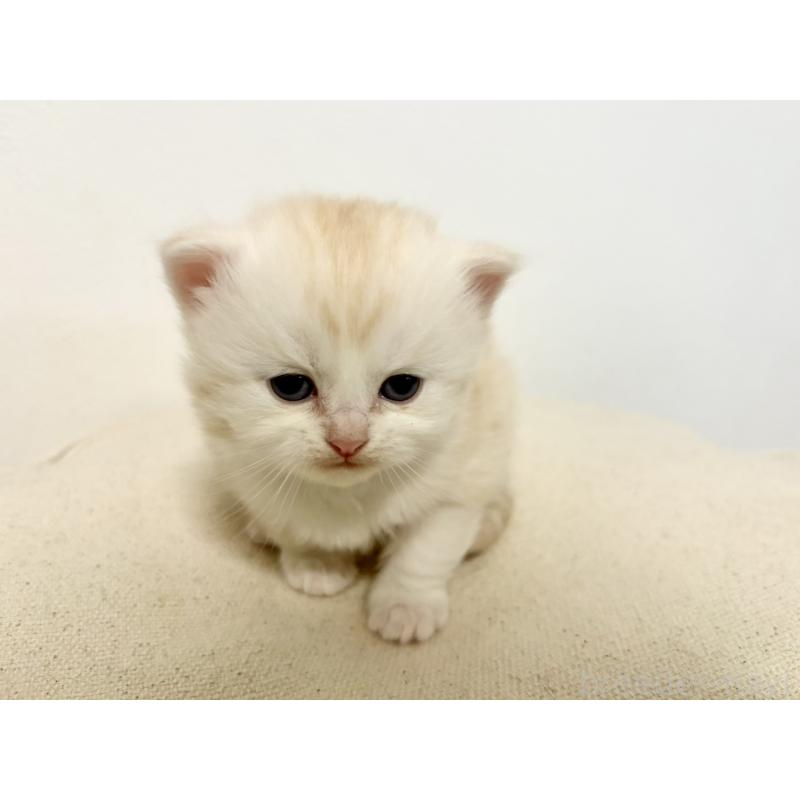 販売中の兵庫県のサイベリアン-138968の4枚目