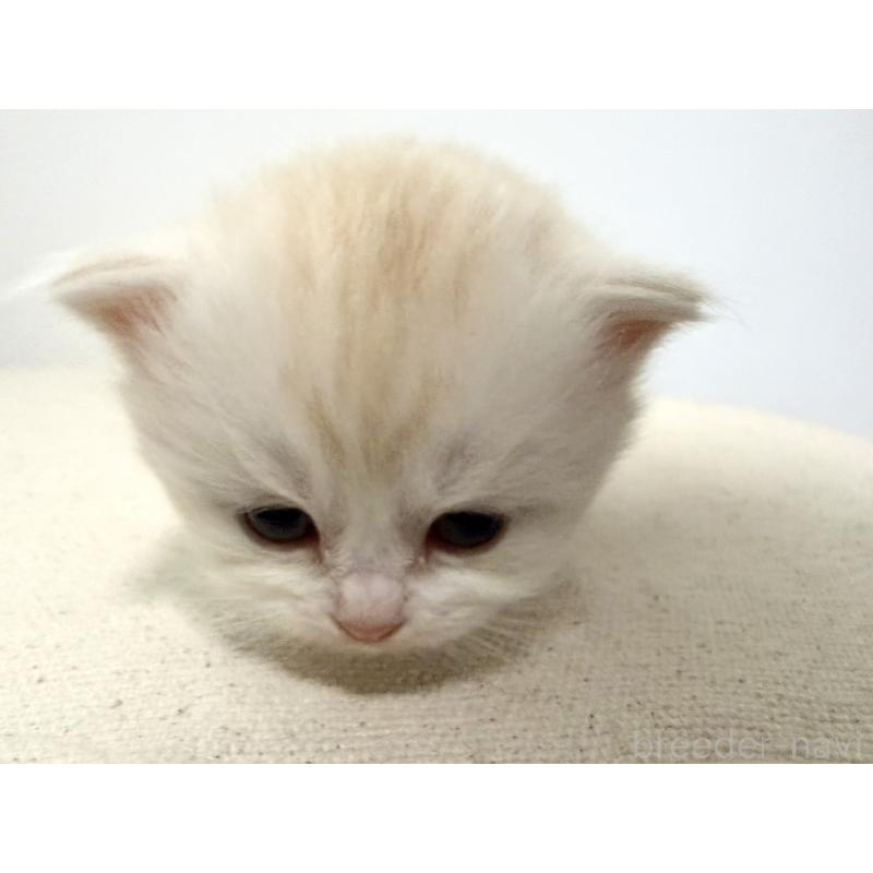 販売中の兵庫県のサイベリアン-138968の3枚目