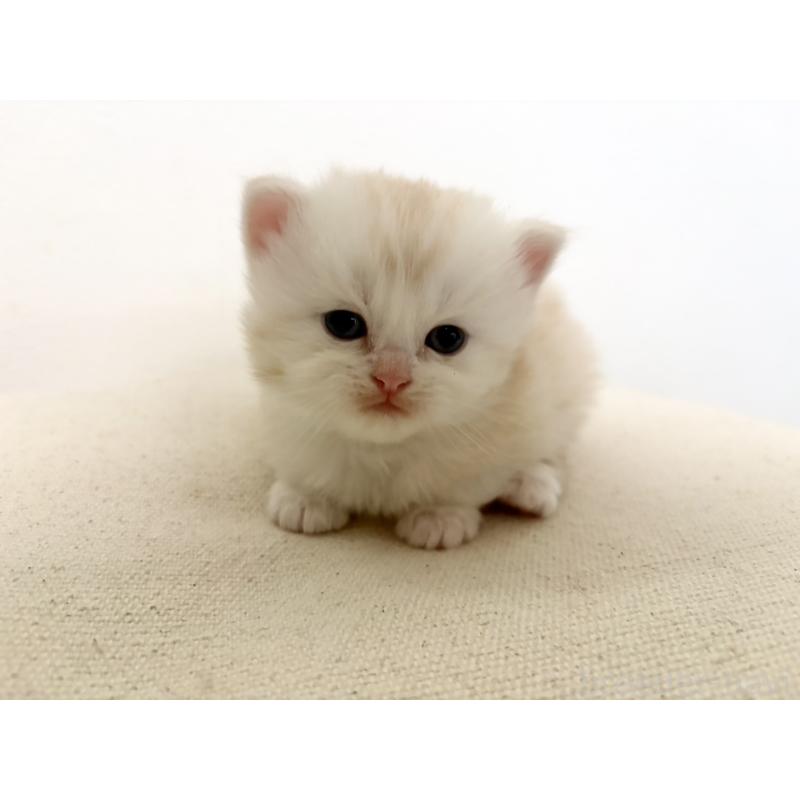 販売中の兵庫県のサイベリアン-138968の2枚目