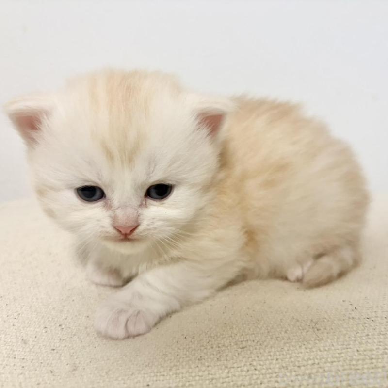 販売中の兵庫県のサイベリアン-138968