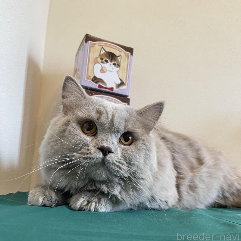 販売中の奈良県のブリティッシュロングヘア-138969の4枚目