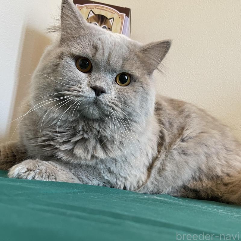 販売中の奈良県のブリティッシュロングヘア-138969の3枚目