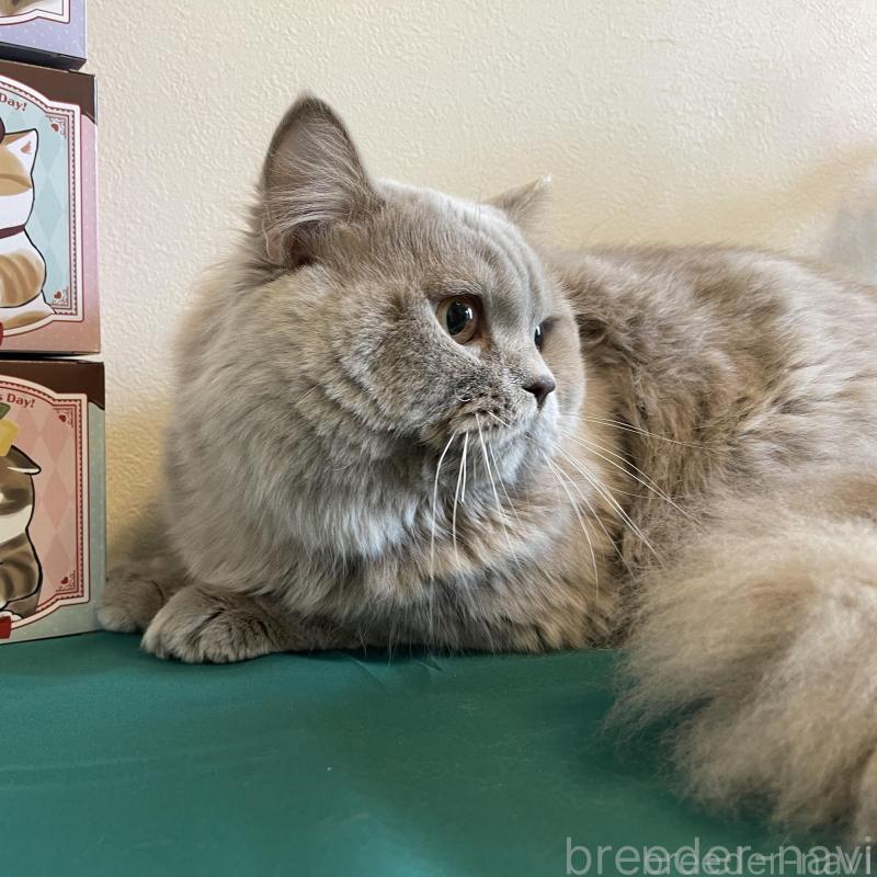 販売中の奈良県のブリティッシュロングヘア-138969の2枚目