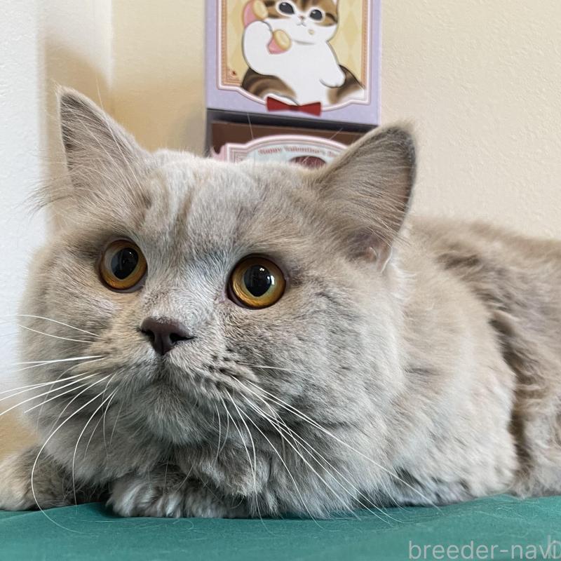 販売中の奈良県のブリティッシュロングヘア-138969