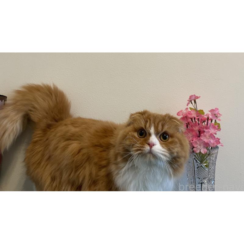 販売中の奈良県のスコティッシュフォールド(折れ耳)-138971の8枚目