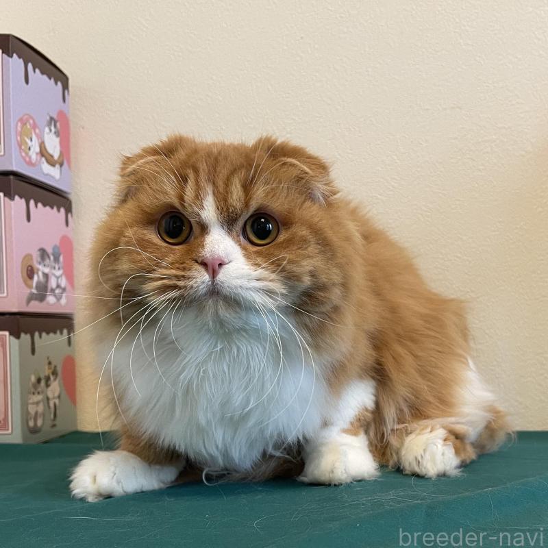 販売中の奈良県のスコティッシュフォールド(折れ耳)-138971の1枚目