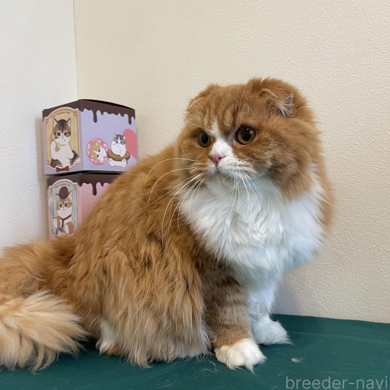 販売中の奈良県のスコティッシュフォールド(折れ耳)-138971の6枚目
