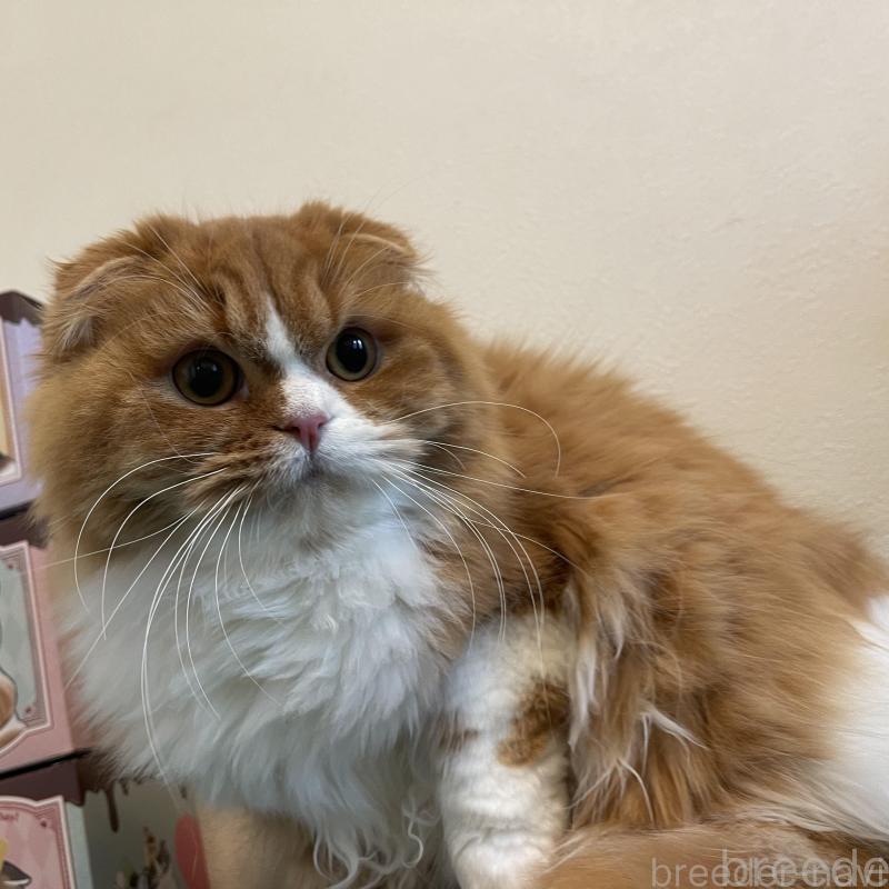 販売中の奈良県のスコティッシュフォールド(折れ耳)-138971の5枚目