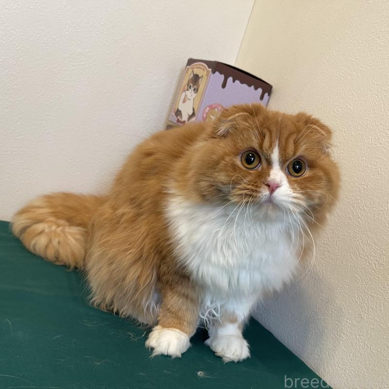 販売中の奈良県のスコティッシュフォールド(折れ耳)-138971の4枚目