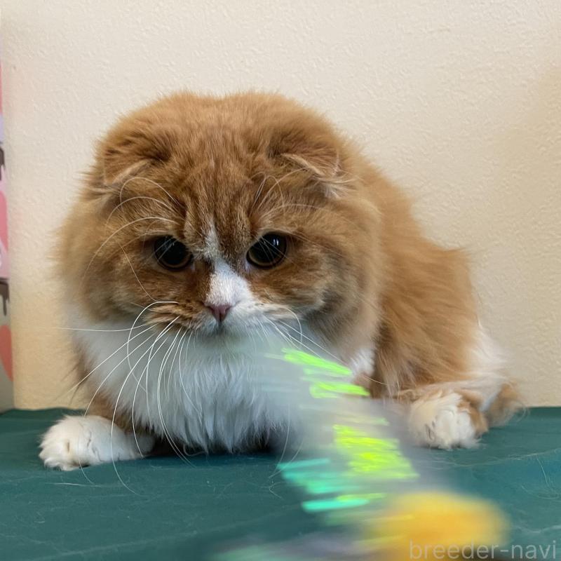 販売中の奈良県のスコティッシュフォールド(折れ耳)-138971の3枚目