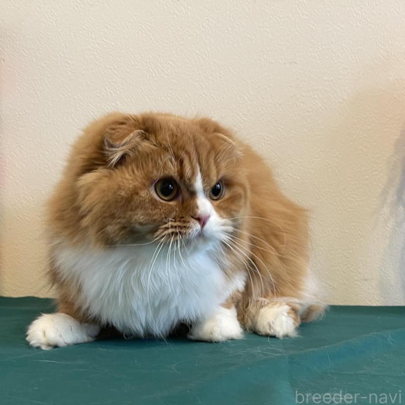 販売中の奈良県のスコティッシュフォールド(折れ耳)-138971の2枚目