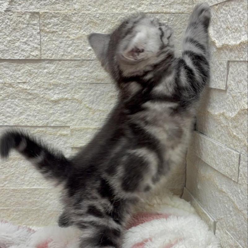 販売中の埼玉県のアメリカンショートヘア-138972の16枚目