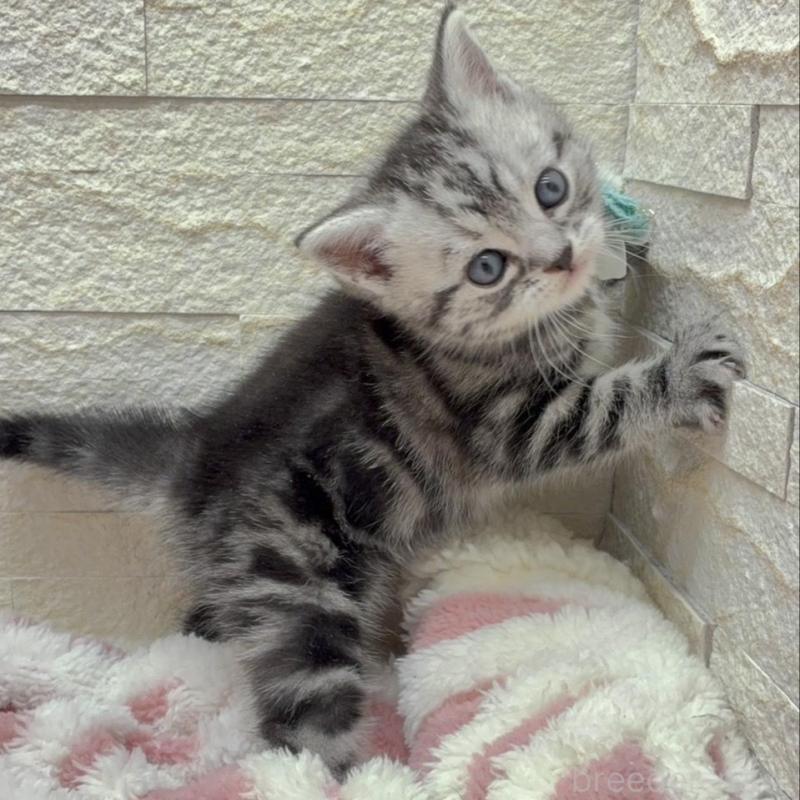 販売中の埼玉県のアメリカンショートヘア-138972の15枚目