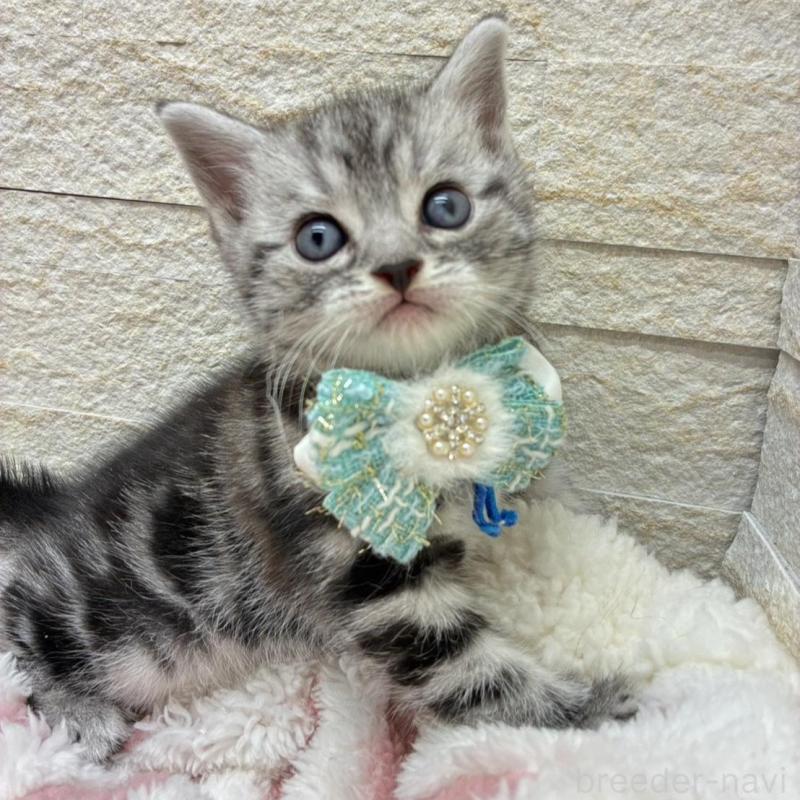 販売中の埼玉県のアメリカンショートヘア-138972の14枚目