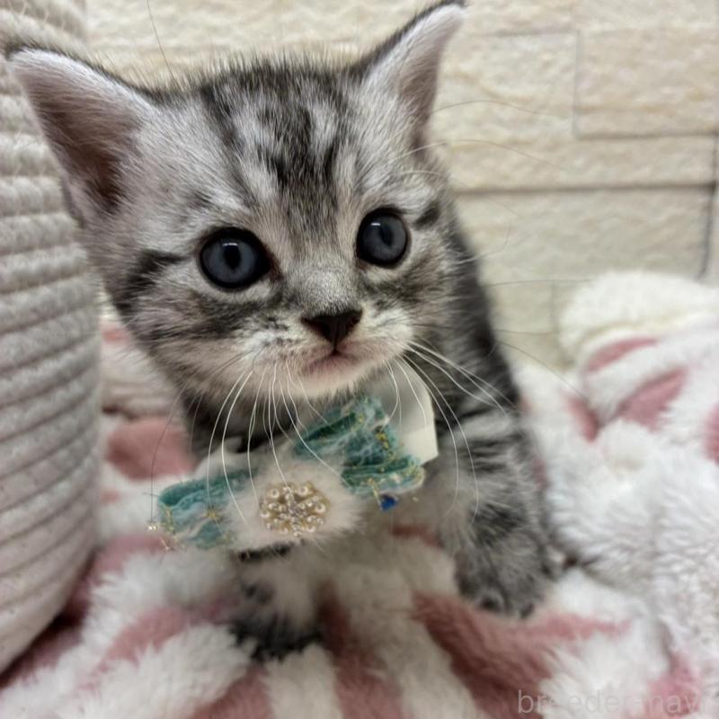 販売中の埼玉県のアメリカンショートヘア-138972の13枚目