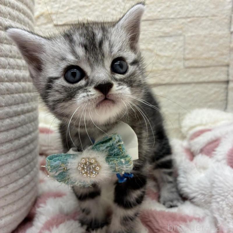 販売中の埼玉県のアメリカンショートヘア-138972の12枚目