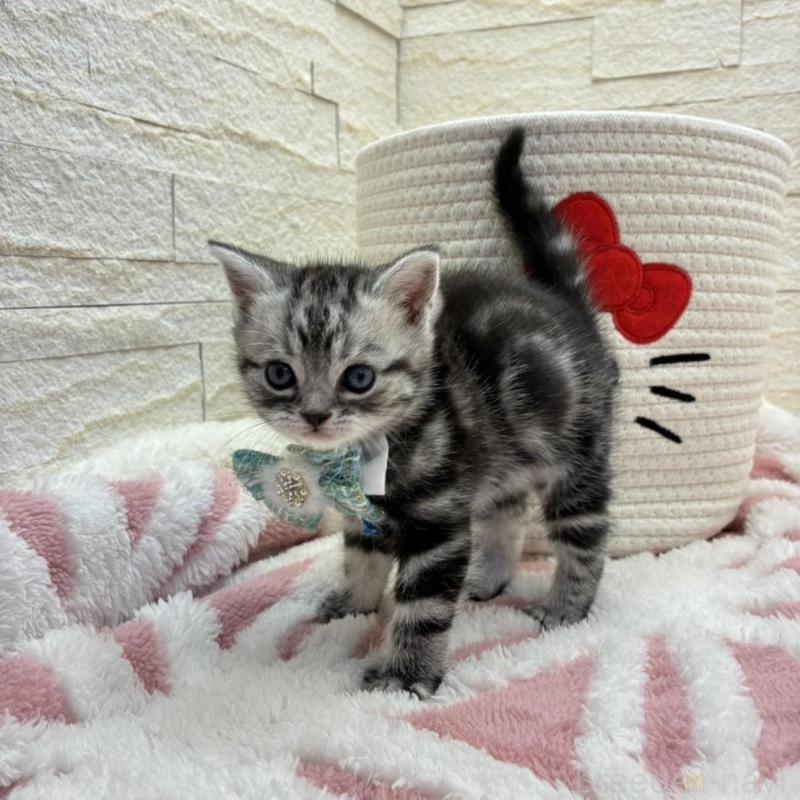 販売中の埼玉県のアメリカンショートヘア-138972の11枚目