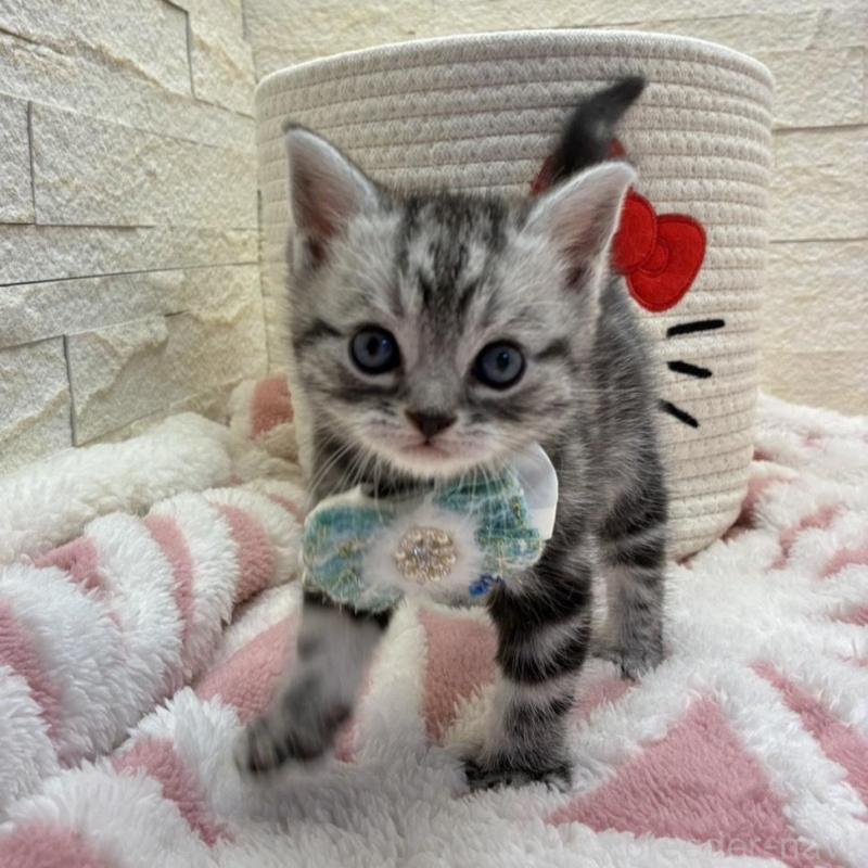 販売中の埼玉県のアメリカンショートヘア-138972の10枚目