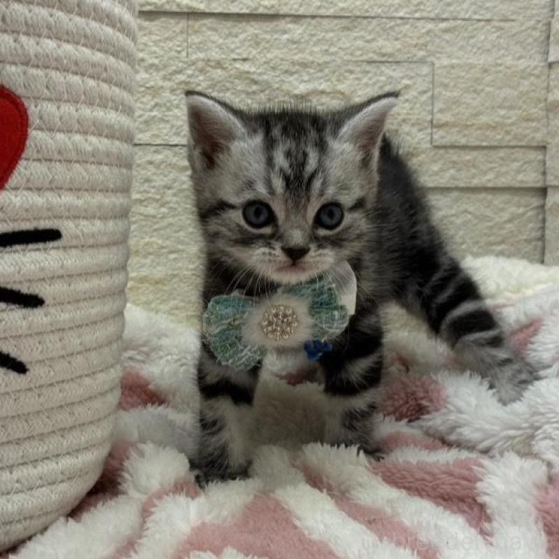 販売中の埼玉県のアメリカンショートヘア-138972の9枚目